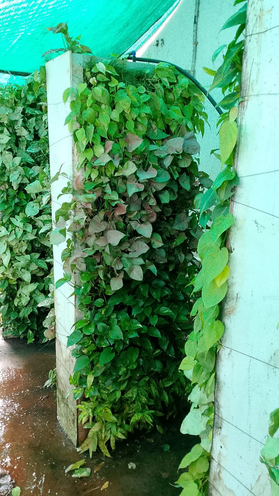 Vertical Garden preview 2